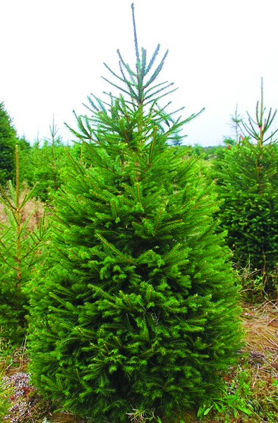 wholesale real quality fresh christmas trees nordmann wholesale real quality fresh christmas trees nordmann